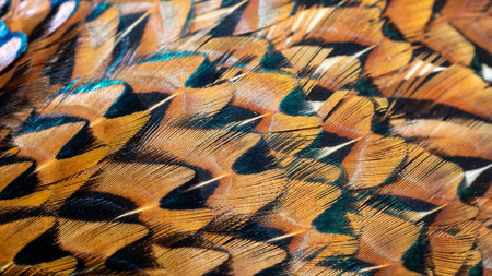 texture of colorful feathers of a game pheasant