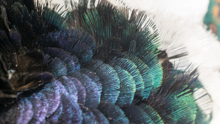 texture of colorful feathers of a game pheasant