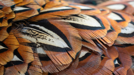 texture of colorful feathers of a game pheasantの写真素材