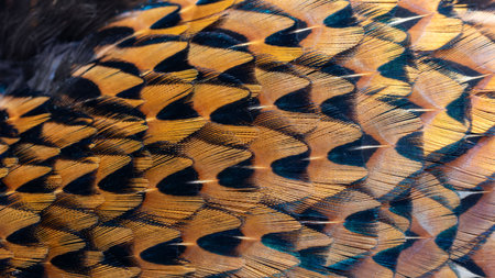 texture of colorful feathers of a game pheasantの写真素材