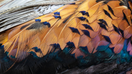 texture of colorful feathers of a game pheasantの写真素材