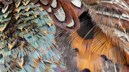 texture of colorful feathers of a game pheasant