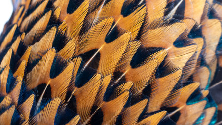 texture of colorful feathers of a game pheasant