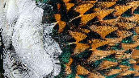 texture of colorful feathers of a game pheasantの写真素材