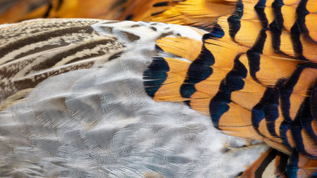 texture of colorful feathers of a game pheasantの写真素材