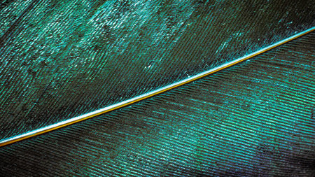 blue and black rooster feathers. background or textureの写真素材