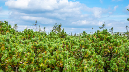 green dwarf pine against the blue skyの写真素材