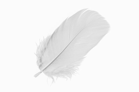 white goose feathers on a white backgroundの写真素材