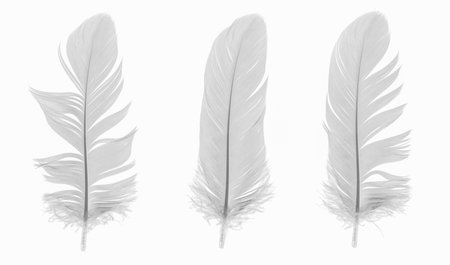 white goose feathers on a white backgroundの写真素材