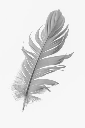 white goose feathers on a white backgroundの写真素材