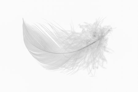 white goose feathers on a white backgroundの写真素材