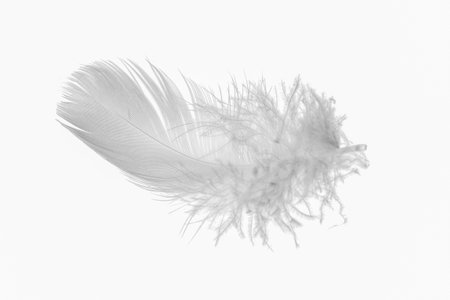 white goose feathers on a white backgroundの写真素材