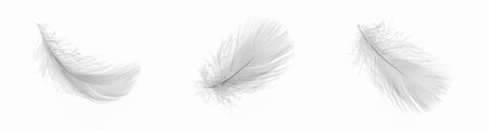white goose feathers on a white backgroundの写真素材