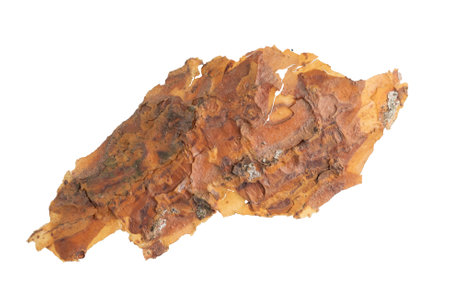 isolated pieces of pine barkの写真素材
