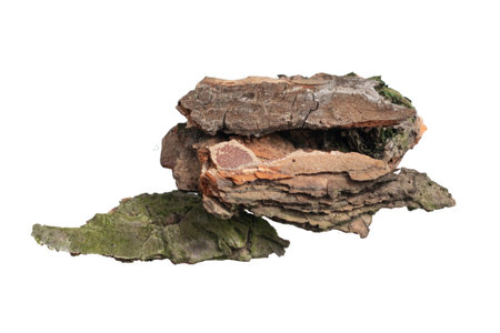 isolated pieces of pine barkの写真素材