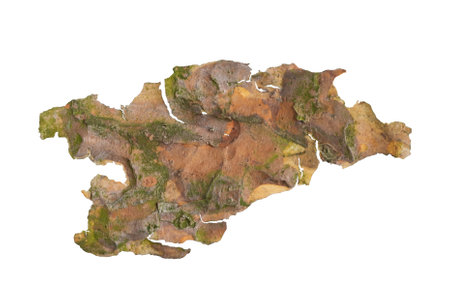 isolated pieces of pine barkの写真素材