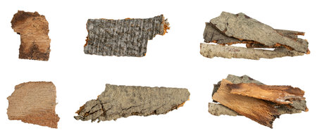 brown beech shoulder with visible detailsの写真素材