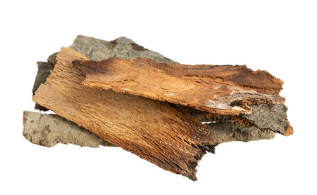 brown beech shoulder with visible detailsの写真素材