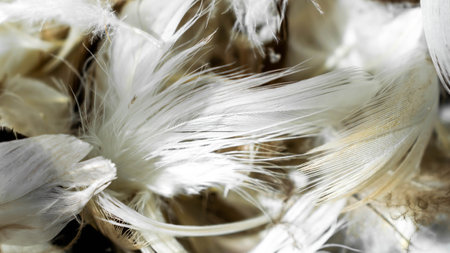 white and brown feathersの写真素材