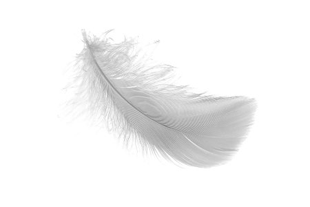white goose feathers on a white backgroundの写真素材