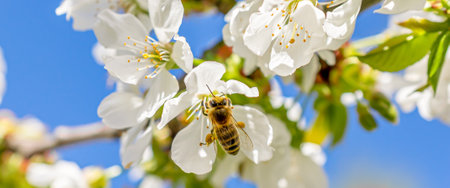 a bee pollinating white cherry blossoms against a blue sky backgroundの写真素材