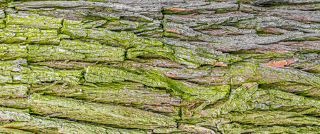 pine shoulder with visible details. background or textureの写真素材