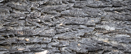 black pine bark with visible details. backgroundの写真素材