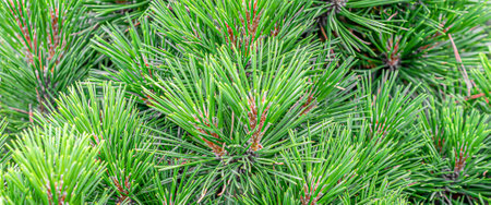 green pine branches with visible details. backgroundの写真素材