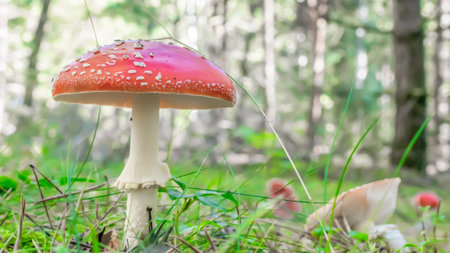 photo of Amanita muscaria on a sunny dayの写真素材