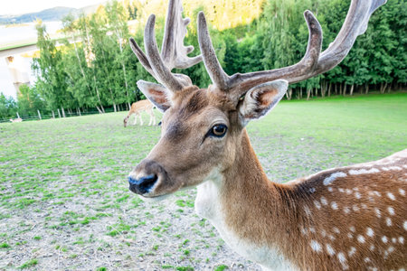 male fallow deer with interesting antlers