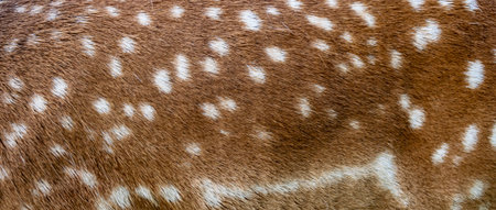brown fallow deer fur with interesting white patternsの写真素材