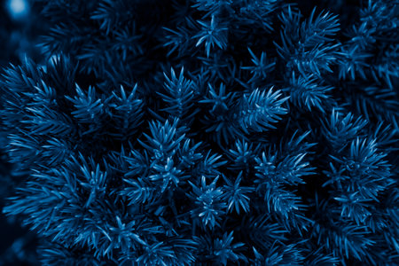 background with a branch of blue juniper