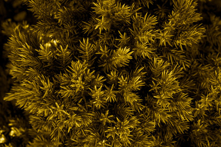 yellow juniper twigs, background or textureの写真素材