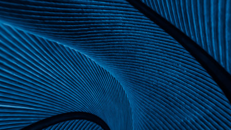 blue feather pigeon macro photo. texture or backgroundの写真素材