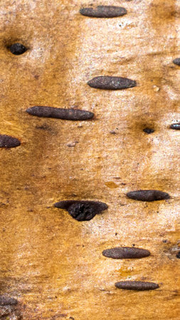 birch texture or background.