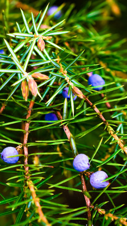 green juniper seeds on a beautiful sunny day
