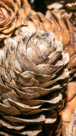 brown lach cones with visible details. background or texture