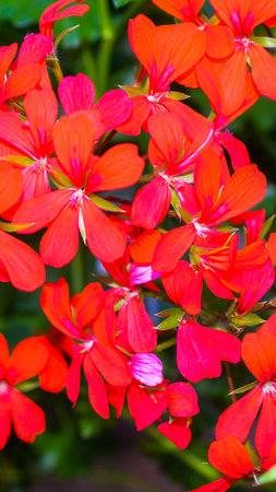 blooming geranium bright red colors close up