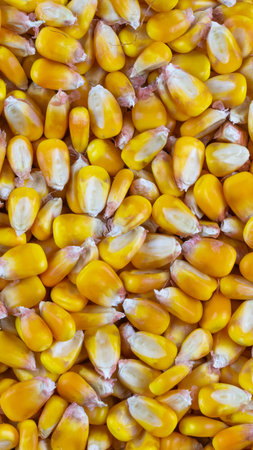 yellow corn kernels with visible details. Background or texture