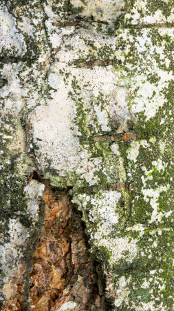 birch shoulder with visible details. background or textureの写真素材