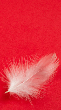 white duck feather on a red backgroundの写真素材