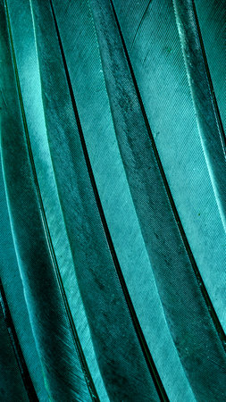blue feather pigeon macro photo. texture or background