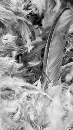 gray hen feathers with visible details. backgroundの写真素材