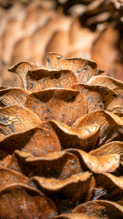 brown lach cones with visible details. background or texture