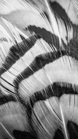 colored feathers with a visible texture. backgroundの写真素材