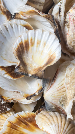 shells of sea snails. background or textureの写真素材