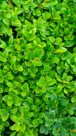 green boxwood twigs with visible details. background or texture
