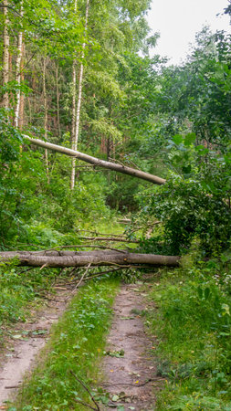 fallen linden trees on a forest road