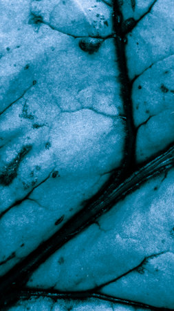 macro photo of a blue leaf. backgroundの写真素材