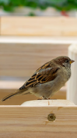 sparrow sitting on a bright wooden benchの写真素材